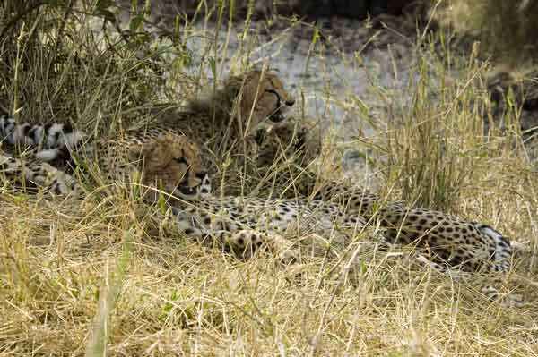 19 - Kenia - Guepardo y sus crias - reserva nacional de Masai Mara
